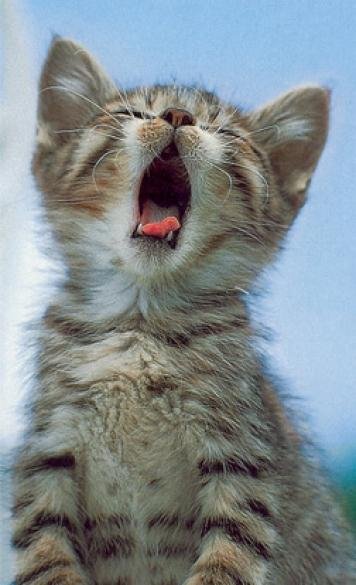 Реальные звуки-Крик кота