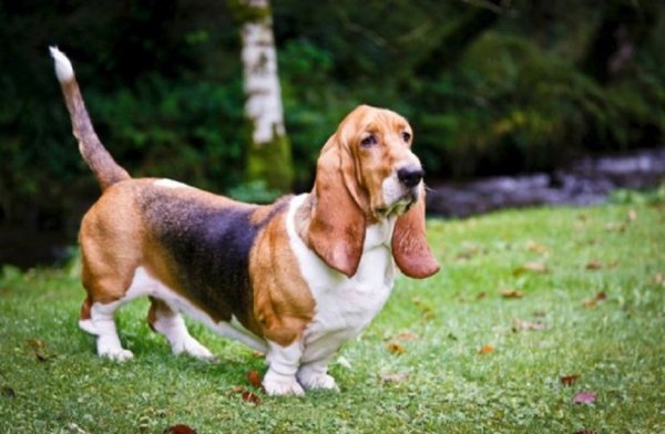Бассет-хаунд (2)