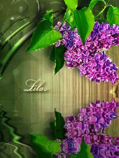 Сирень над водой (татлыкыз)