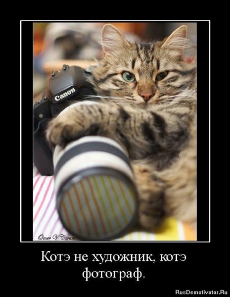 Котэ фотограф