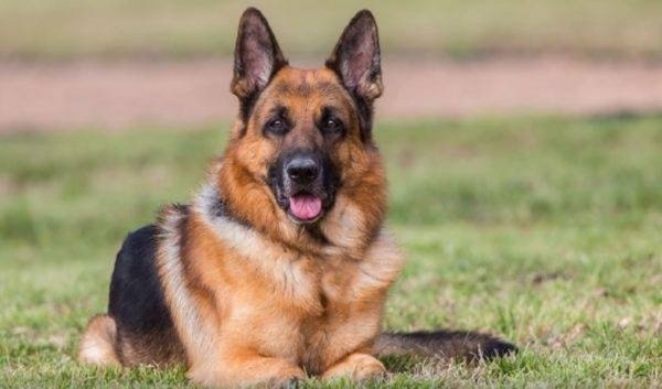 Немецкая овчарка (2)