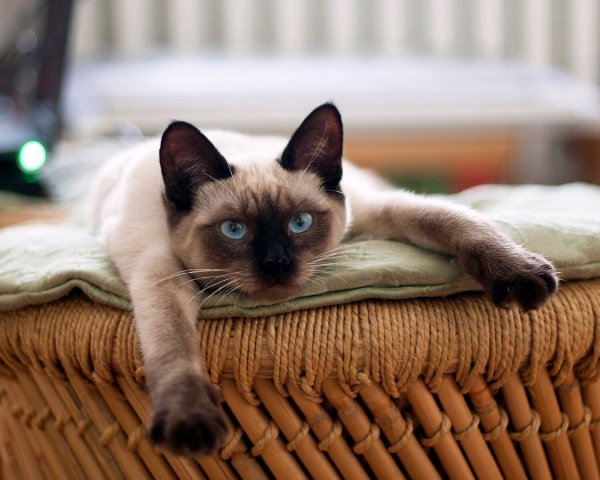 Тайская кошка (2)