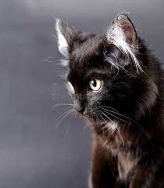 Чёрный кот.. (4)