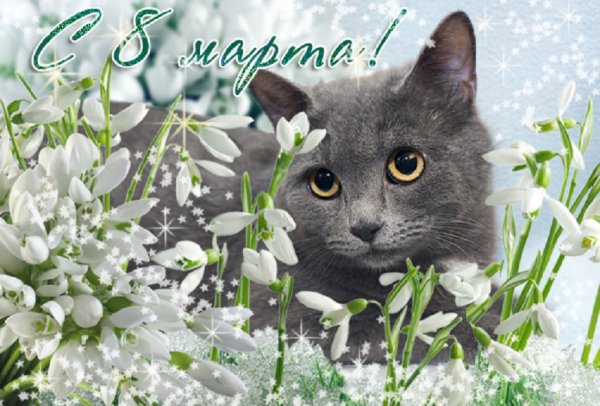 С 8 Марта.....