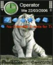 White tigr белый тигр