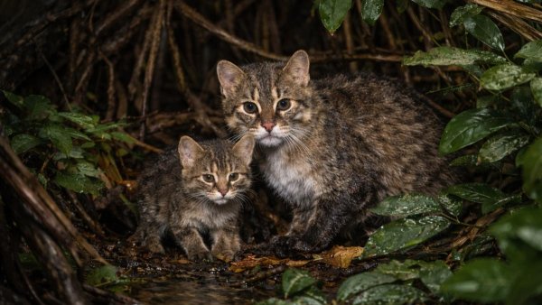 КОШКА С КОТЁНКОМ