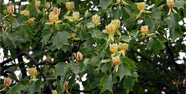 Тюльпанное дерево (3)