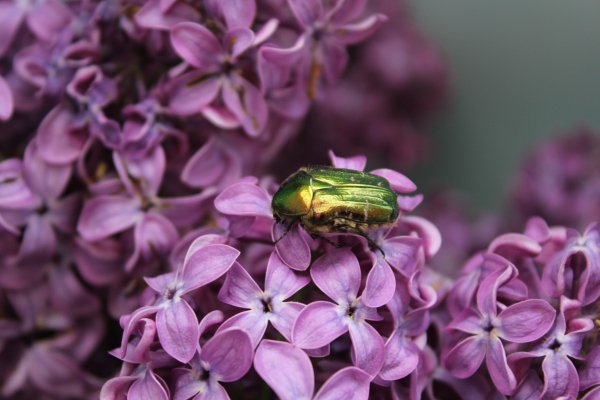 Badfon-cvety-siren-makro-nasekomye