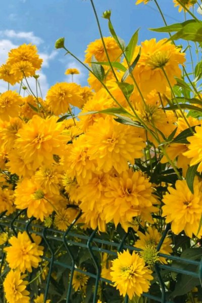 file_102842183