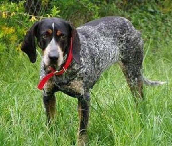 Крапчато-голубой кунхаунд (2)