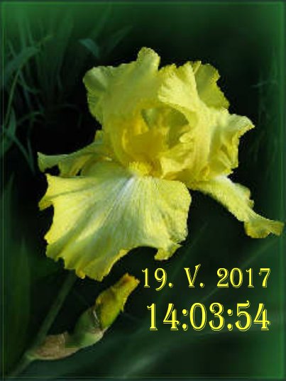 ZHeltyi iris (havafara)