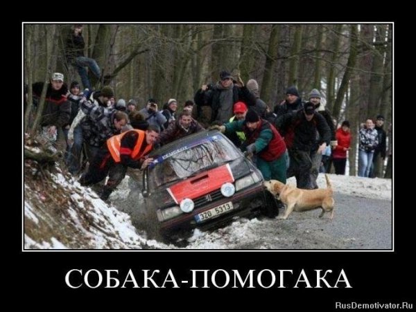 Собака помогака