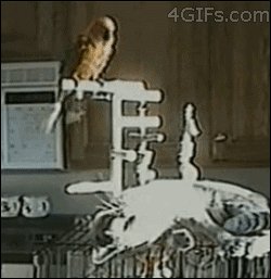 Попугай и кот