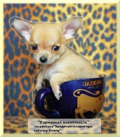 Карманная невнятность