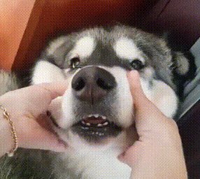 Отрастили Щёчки, Щёчки-Хомачочки