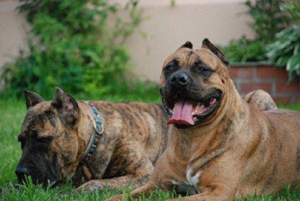 Алано (Испанский алано) (7)