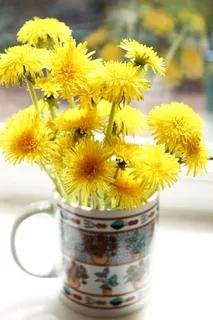 Приготовление вина из цветов одуванчиков