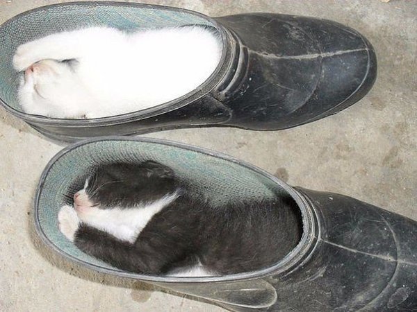 Милота