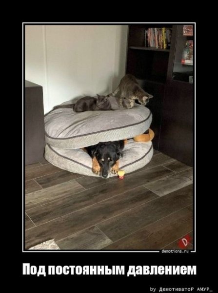 Под постоянным давлением