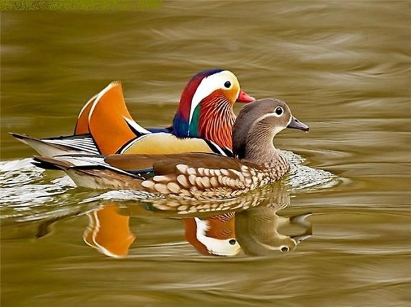 getImage (92)