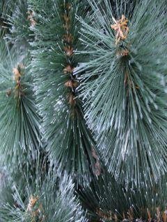 Голубая веточка