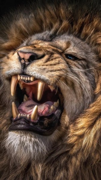 LEO, Roar....