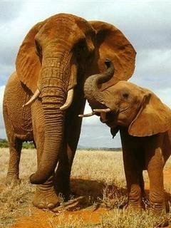 Cлон и слоненок