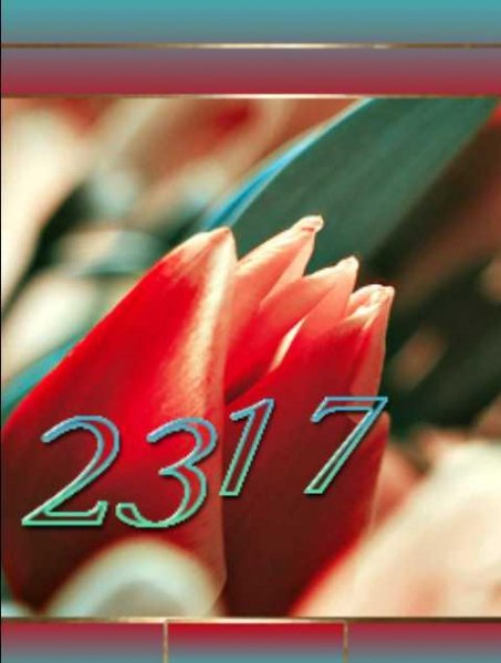 х2 тюльпаны