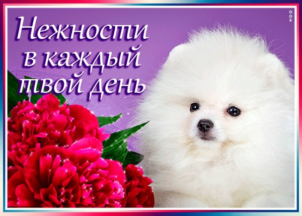 Нежности 021000