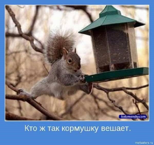 Кто ж так кормушку вешает?
