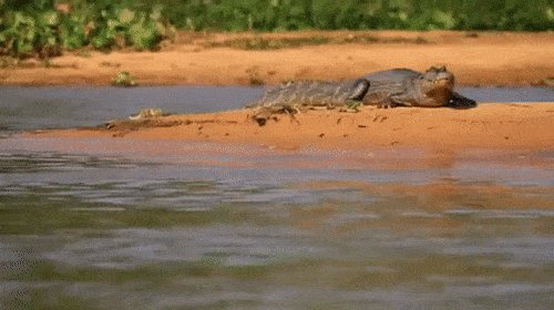 охота ягуара