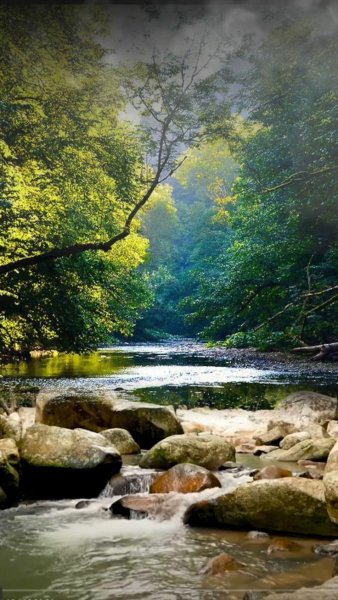 Лесная речка