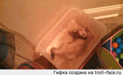 Счастливый хорёк