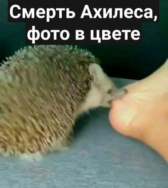 Теперь понятно почему ежики на грани исчезновения