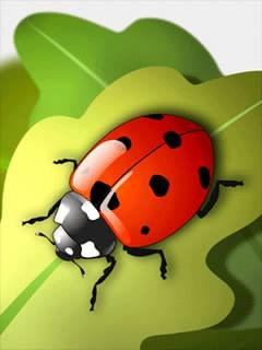 Божья коровка