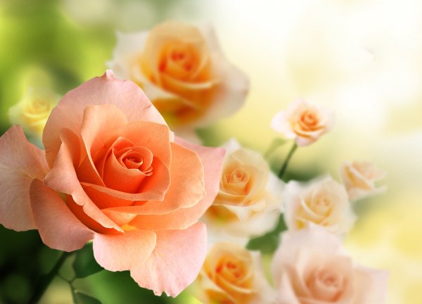 file_86551504