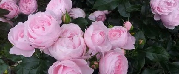 file_96291761