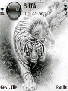white-tiger-