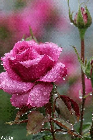 file_92888982
