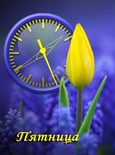 тюльпан (k13)