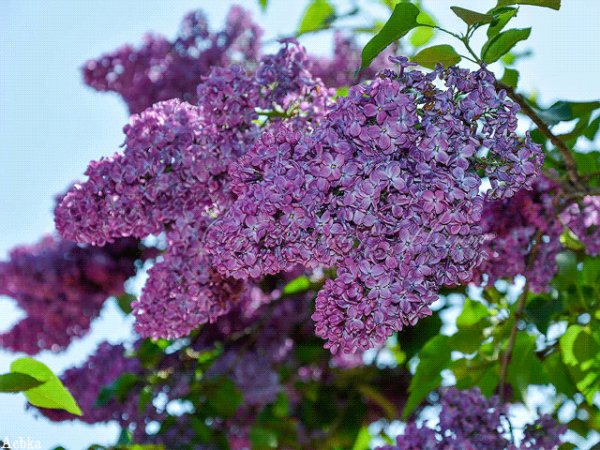 file_90455891