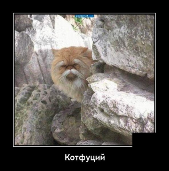 Котфуций