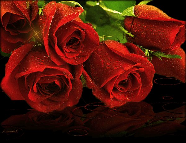 roses-44