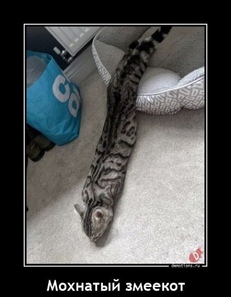 Это вот змеекот