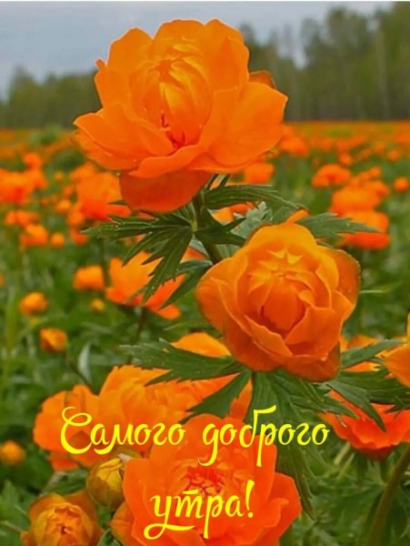 file_81646344