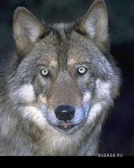 Волк