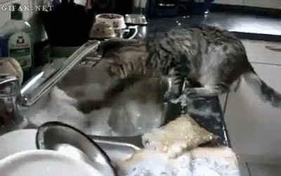 GIF 197056 tengo que limpiarlo todo ante