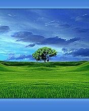 Дерево в поле