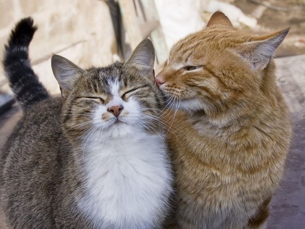 Кот и кошка