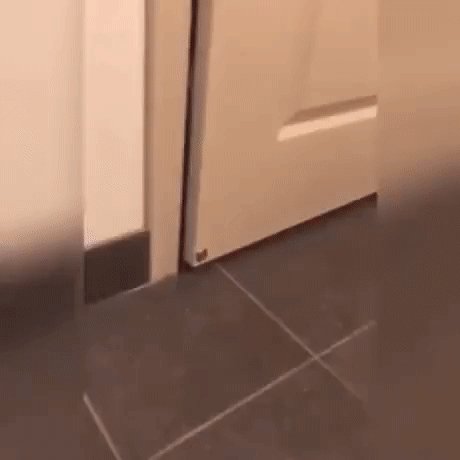 gif 1537171035